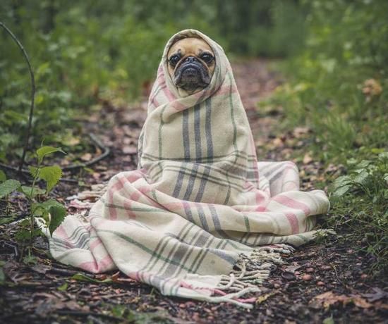 A covered up pug in the woods